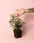 Adenium Obesum M