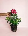 Adenium Obesum M - Pur Plant