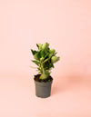 Adenium Obesum M - Pur Plant