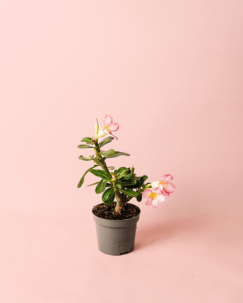 Adenium Obesum Mini - Pur Plant