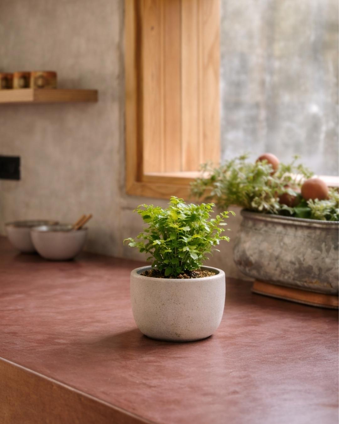 adiantum-raddianum-mini-context