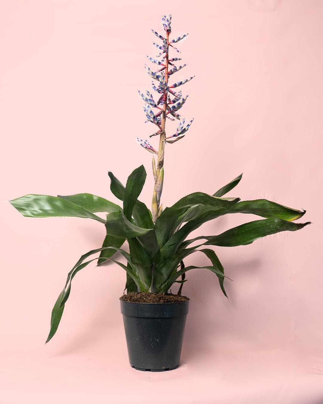 Aechmea Blue Rain M - Pur Plant