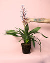 Aechmea Blue Rain M - Pur Plant