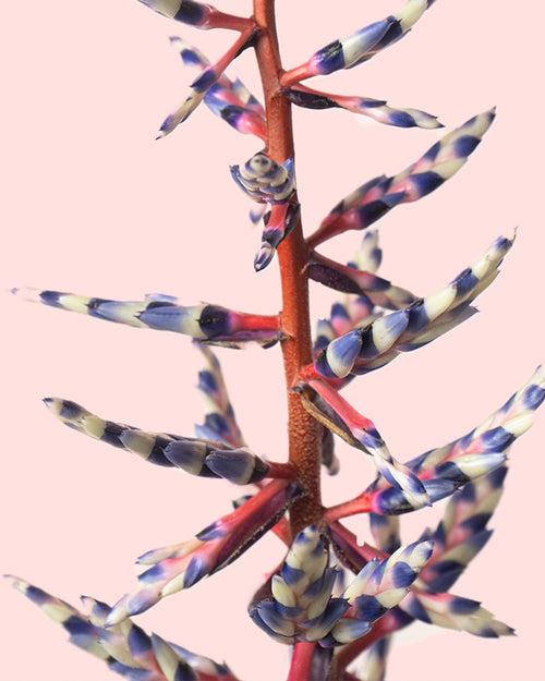 Aechmea Blue Rain M - Pur Plant