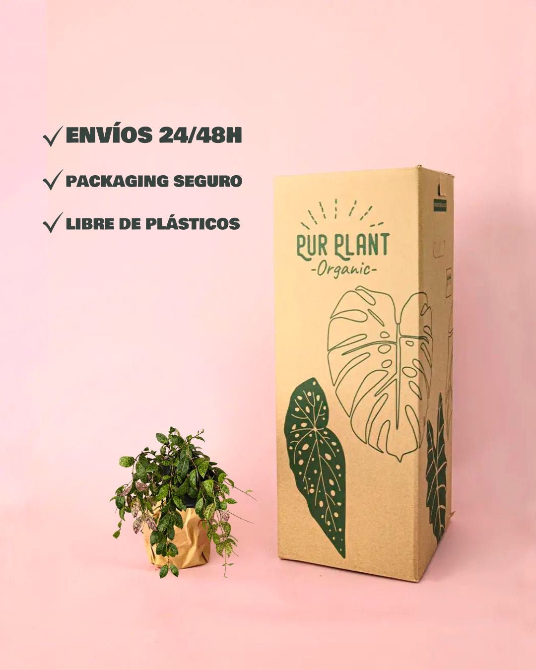 Aeschinantus Marmoratus – Planta Marmolada M - Pur Plant