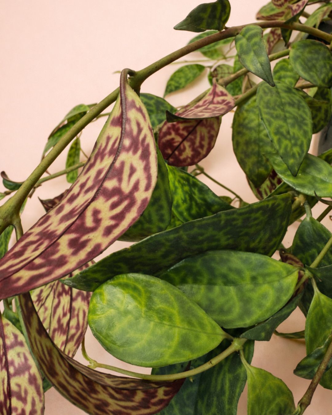 Aeschinantus Marmoratus – Planta Marmolada M - Pur Plant
