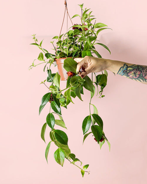 Aeschinantus Mona Lisa – Planta Pintalabios M - Pur Plant