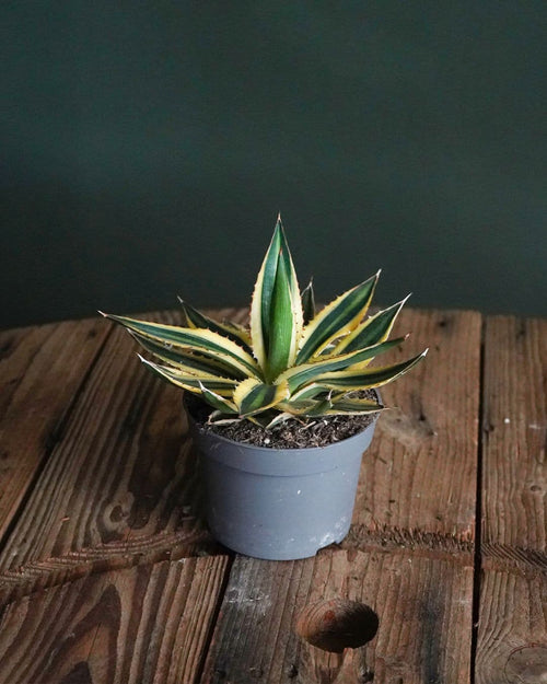 Agave Quadricolor M - Pur Plant