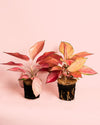 Aglaonema Flamingo M - Pur Plant