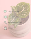 Aglaonema Green Toms Pride Mini - Pur Plant