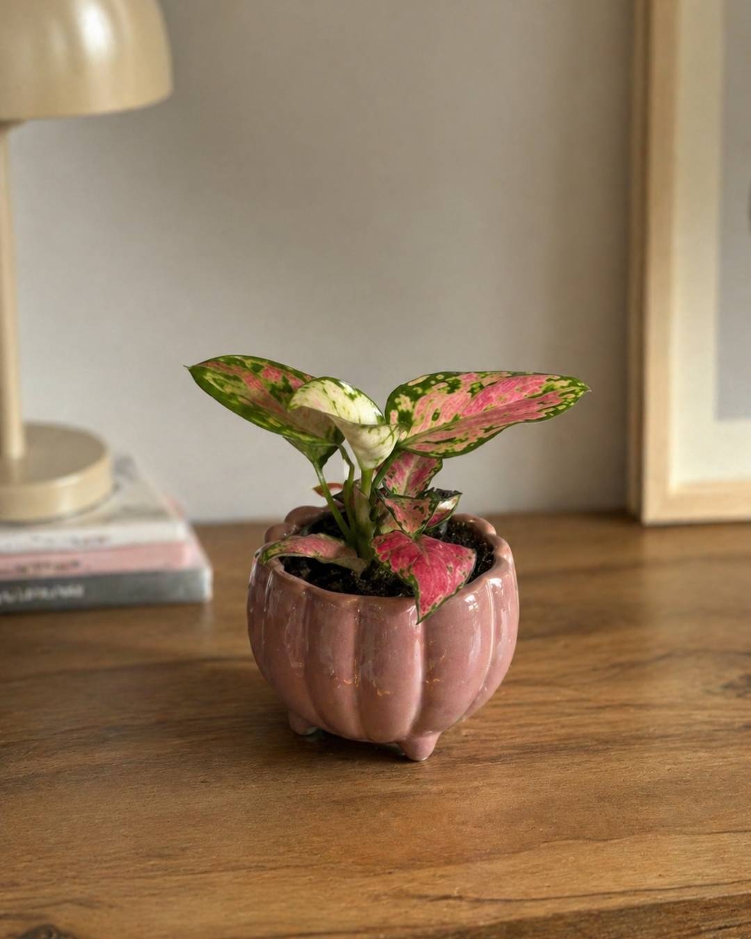 aglaonema-mini-baby-context