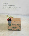 aglaonema-mini-baby-packaging