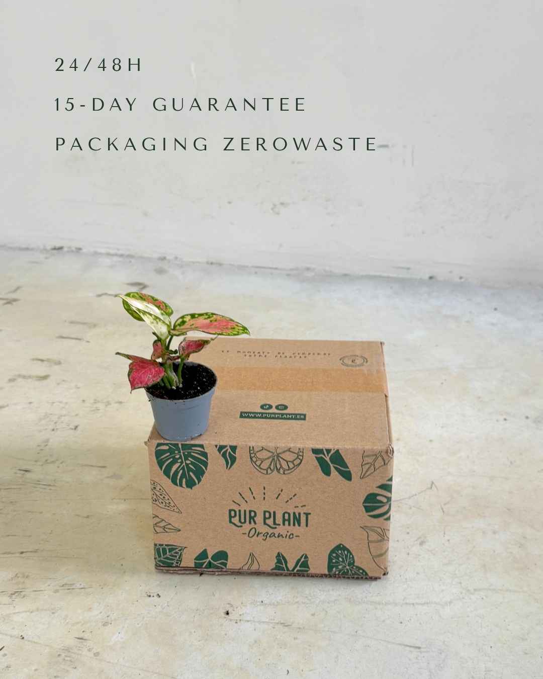 aglaonema-mini-baby-packaging