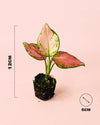aglaonema-mini-baby-size
