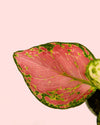 aglaonema-mini-detail