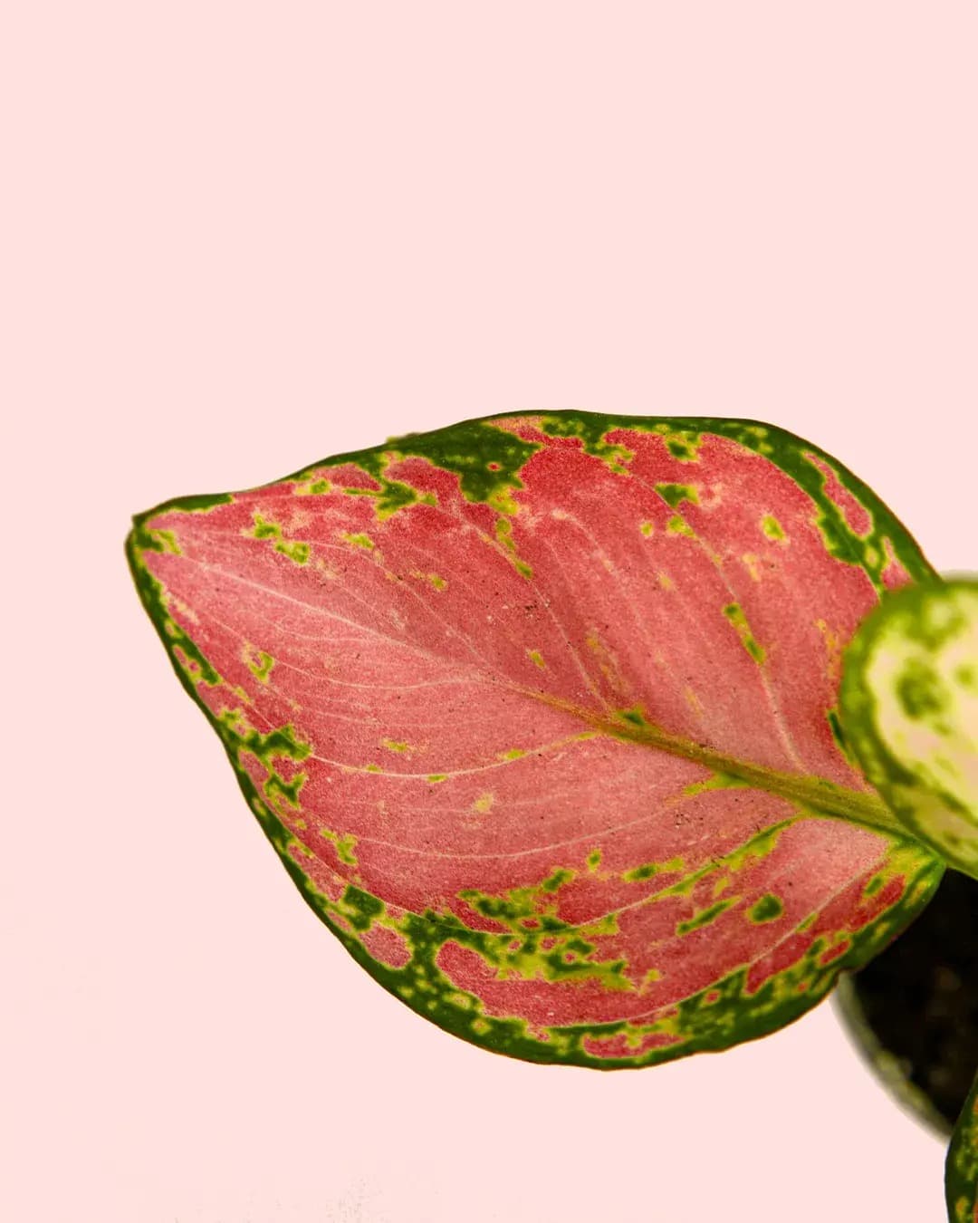 aglaonema-mini-detail