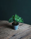Aglaonema Pictum Tricolor Mini - Pur Plant
