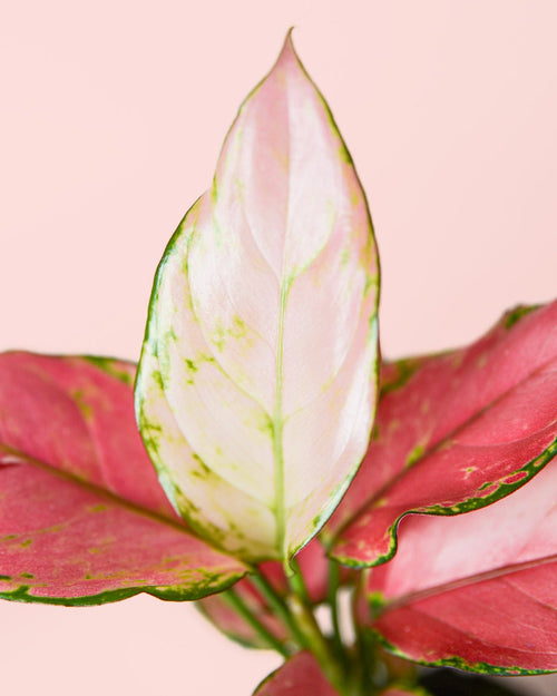 Aglaonema Pink M - Pur Plant