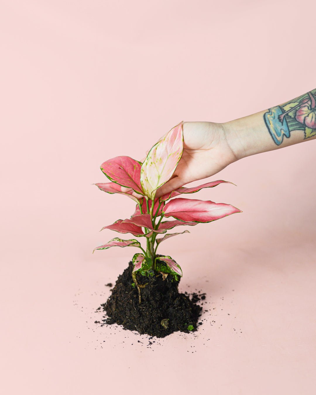 Aglaonema Pink M - Pur Plant