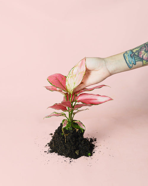 Aglaonema Pink M - Pur Plant