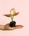 Aglaonema Pink Mini - Pur Plant