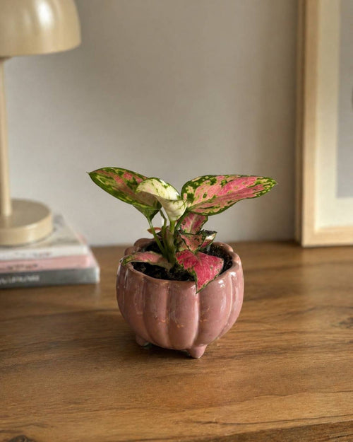 Aglaonema Pink Mini - Pur Plant