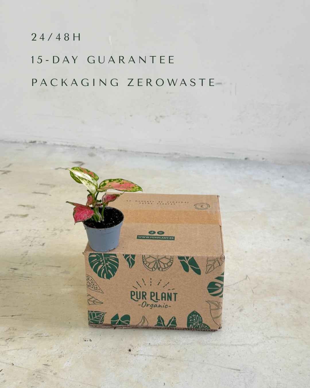 Aglaonema Pink Mini - Pur Plant