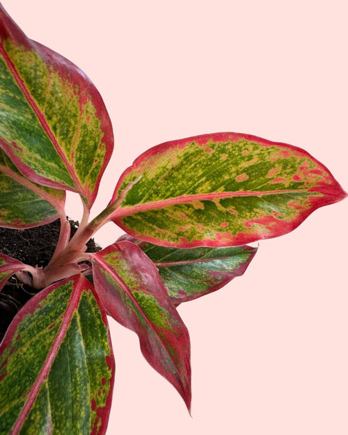 Aglaonema Red Fire M - Pur Plant