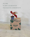 Aglaonema Red Fire Mini - Pur Plant