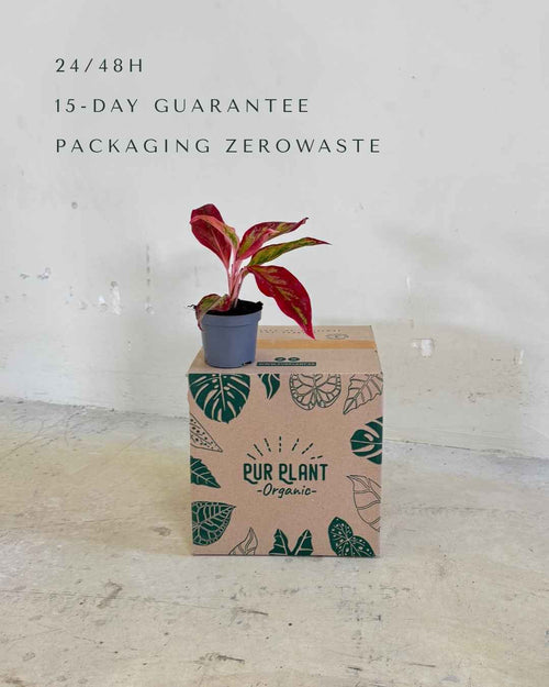 Aglaonema Red Fire Mini - Pur Plant