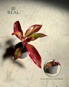 Aglaonema Red Fire Mini - Pur Plant