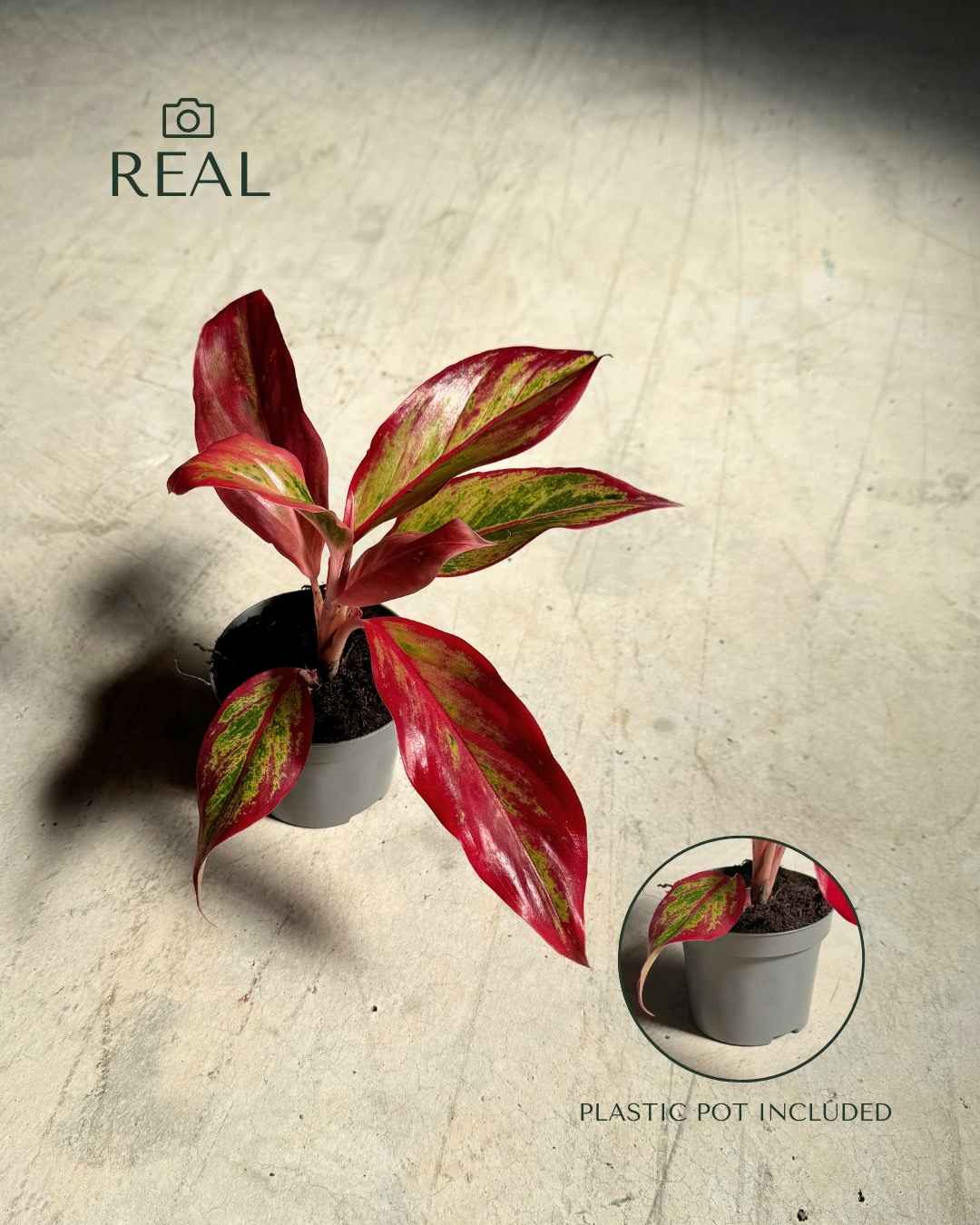 Aglaonema Red Fire Mini - Pur Plant