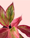 Aglaonema Red Fire Mini - Pur Plant