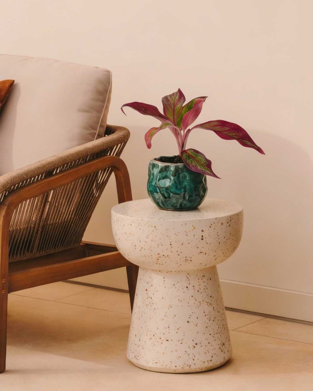 Aglaonema Red Fire Mini - Pur Plant