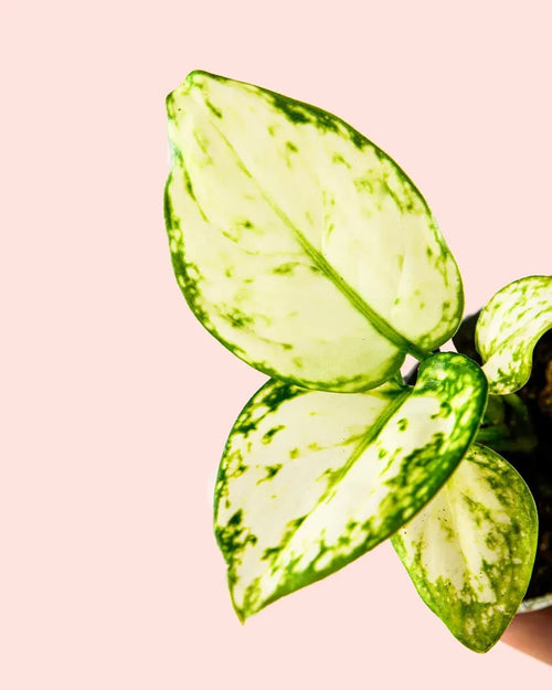 Aglaonema Snowflake Mini - Pur Plant