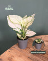 Aglaonema White Joy M - Pur Plant