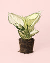 Aglaonema White Joy M - Pur Plant
