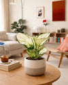 Aglaonema White Joy M - Pur Plant