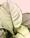 Aglaonema White Joy M - Pur Plant