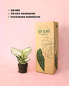 Aglaonema White Joy M - Pur Plant