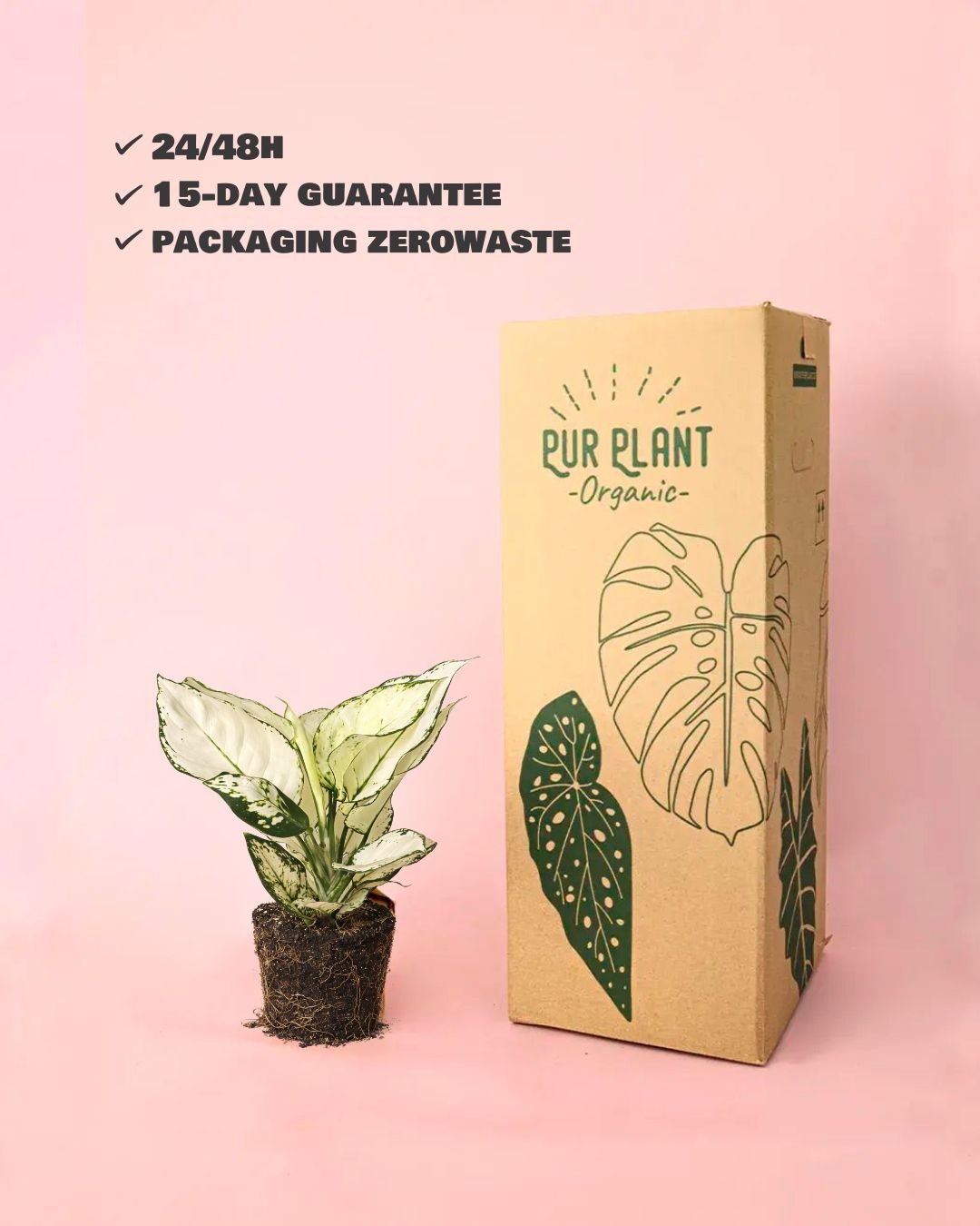 Aglaonema White Joy M - Pur Plant