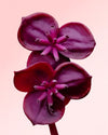 Akebia Quinata M - Pur Plant
