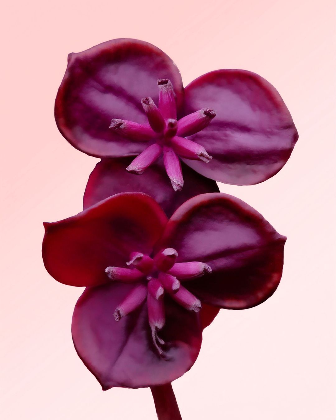 Akebia Quinata M - Pur Plant