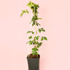 Akebia Quinata M - Pur Plant