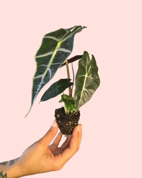 Alocasia Amazónica Mini - Pur Plant