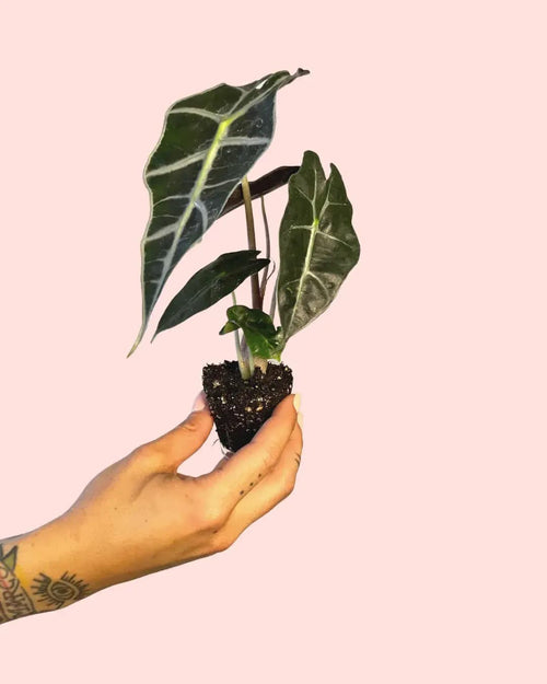 Alocasia Amazónica Mini - Pur Plant