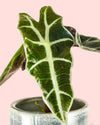 Alocasia Amazónica Mini + Maceta Cerámica - Pur Plant