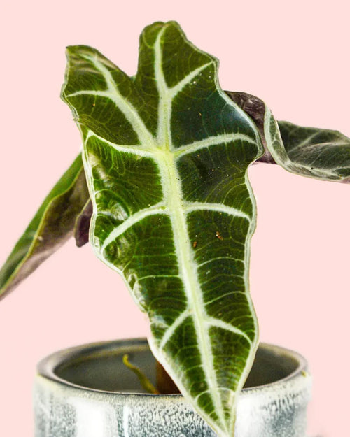 Alocasia Amazónica Mini + Maceta Cerámica - Pur Plant
