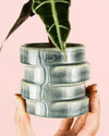 Alocasia Amazónica Mini + Maceta Cerámica - Pur Plant