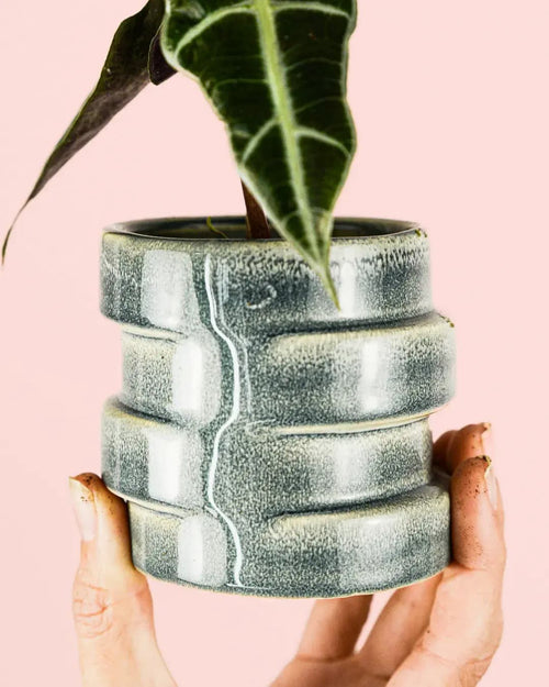 Alocasia Amazónica Mini + Maceta Cerámica - Pur Plant